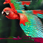 3D Three-dimensional Metal DIY Assembly Model Macaw